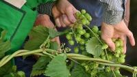 chmel hop-vines-2674704 1280